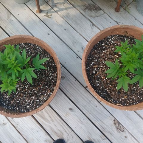 Nurf Mystery Tree growlog timeline photo