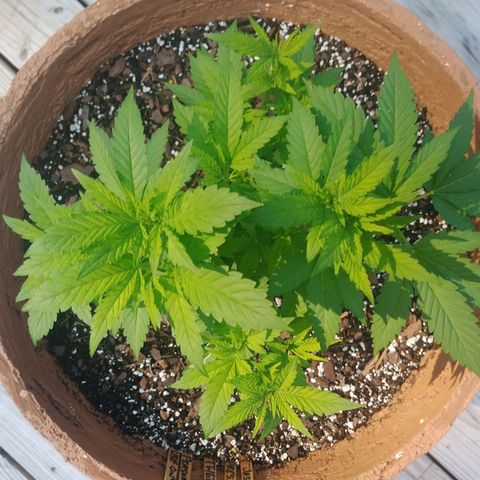 Nurf Mystery Tree growlog timeline photo