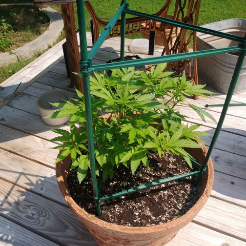 Nurf Mystery Tree growlog timeline photo