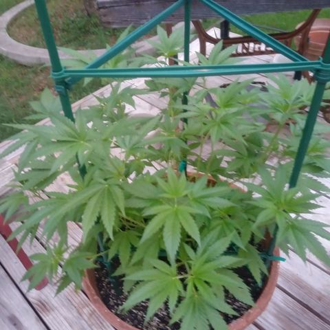 Nurf Mystery Tree growlog timeline photo