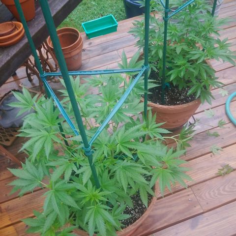 Nurf Mystery Tree growlog timeline photo