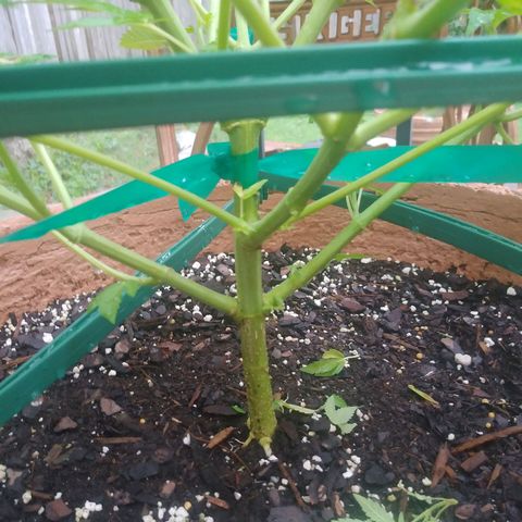 Nurf Mystery Tree growlog photo: This pic does not do stalk justice.