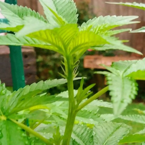 Nurf Mystery Tree growlog timeline photo