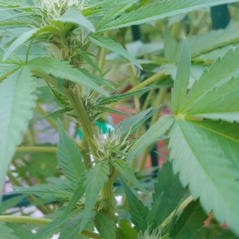 Nurf Mystery Tree growlog timeline photo