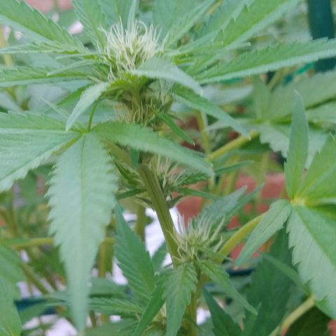 Nurf Mystery Tree growlog timeline photo