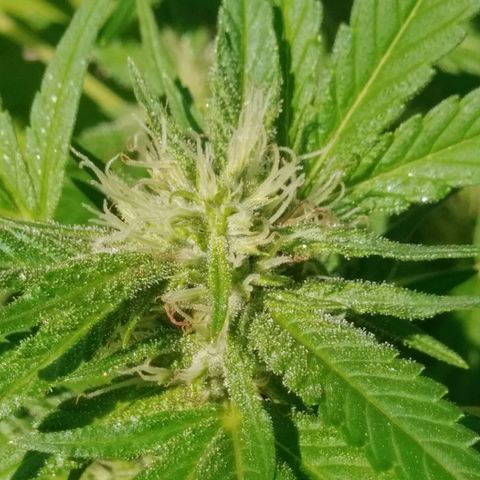 Nurf Mystery Tree growlog photo: Day 27 of flower
