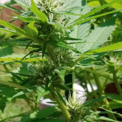 Nurf Mystery Tree growlog photo: Day 27 of flower