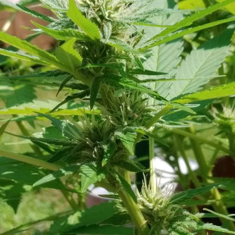 Nurf Mystery Tree growlog photo: Day 27 of flower