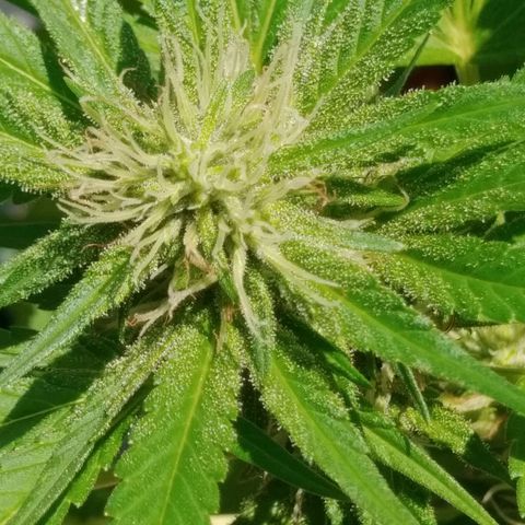 Nurf Mystery Tree growlog timeline photo