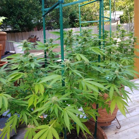 Nurf Mystery Tree growlog photo: Week five of flowering.