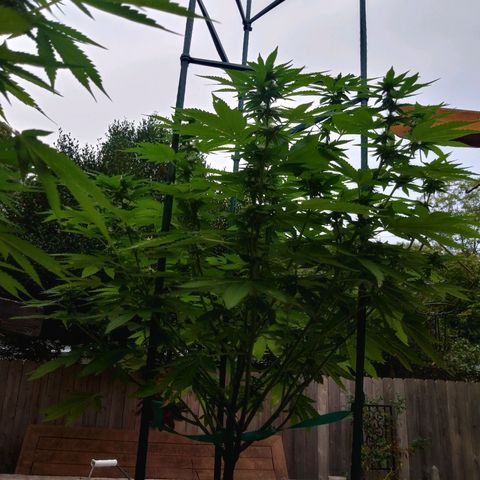 Nurf Mystery Tree growlog photo: Week five of flowering.