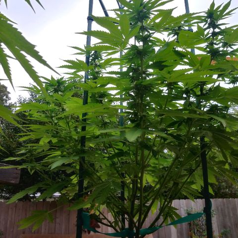 Nurf Mystery Tree growlog photo: Week five of flowering.