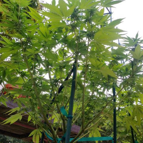 Nurf Mystery Tree growlog photo: Week five of flowering.
