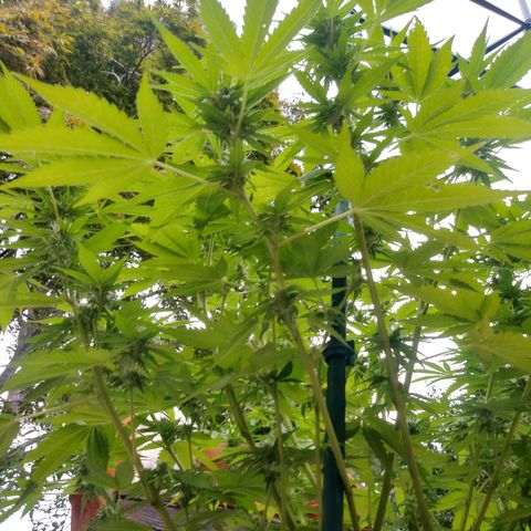 Nurf Mystery Tree growlog photo: Week five of flowering.