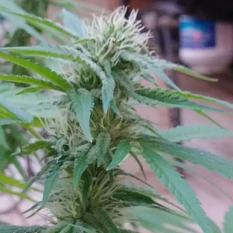 Nurf Mystery Tree growlog photo: Week 5 of flowering