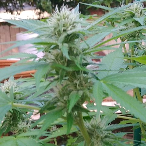 Nurf Mystery Tree growlog photo: Week 5 of flowering
