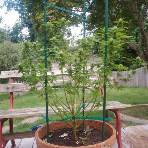 Nurf Mystery Tree growlog photo: Massive defoliation. Mid week 5 bloom. Will evaluate condition in two weeks and if thriving will do same to second plant which is approximately one week behind in bloom stage.