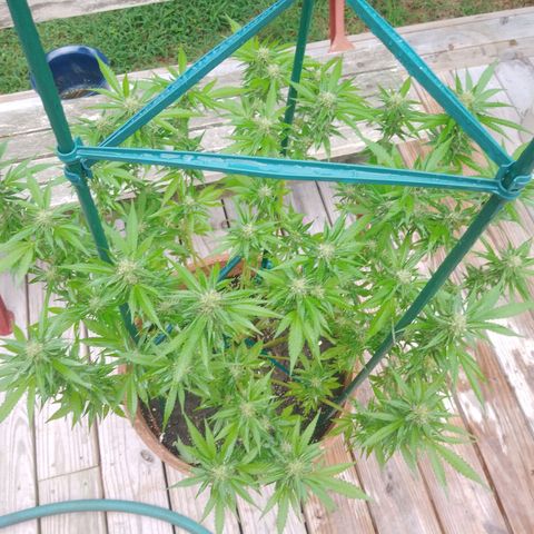 Nurf Mystery Tree growlog photo: Massive defoliation. Mid week 5 bloom. Will evaluate condition in two weeks and if thriving will do same to second plant which is approximately one week behind in bloom stage.