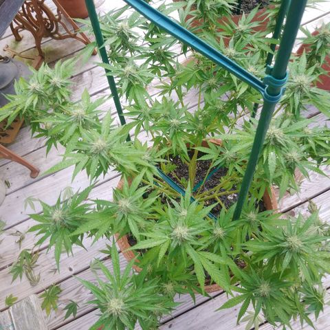 Nurf Mystery Tree growlog photo: Massive defoliation. Mid week 5 bloom. Will evaluate condition in two weeks and if thriving will do same to second plant which is approximately one week behind in bloom stage.