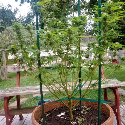 Nurf Mystery Tree growlog photo: Massive defoliation. Mid week 5 bloom. Will evaluate condition in two weeks and if thriving will do same to second plant which is approximately one week behind in bloom stage.