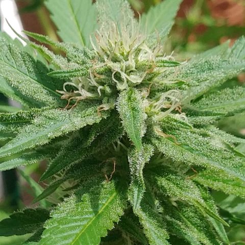 Nurf Mystery Tree growlog photo: Week 5 flower