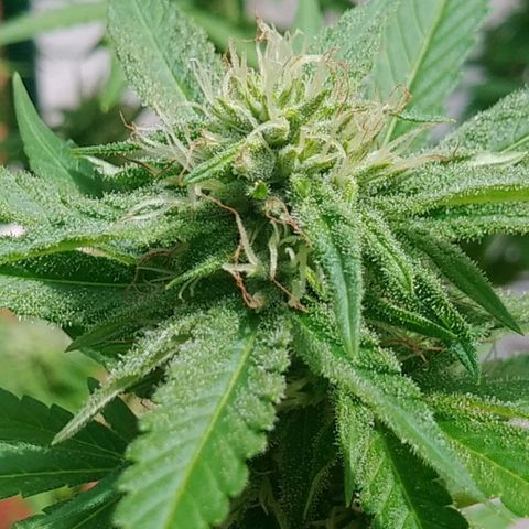 Nurf Mystery Tree growlog photo: Week 5 flower