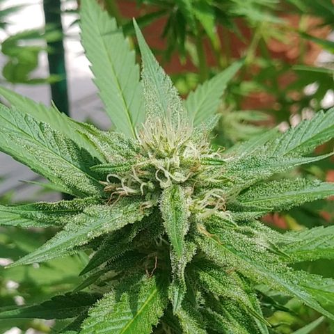 Nurf Mystery Tree growlog photo: Week 5 flower