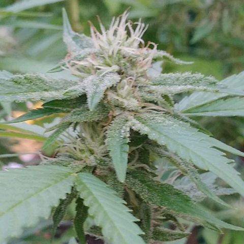 Nurf Mystery Tree growlog timeline photo