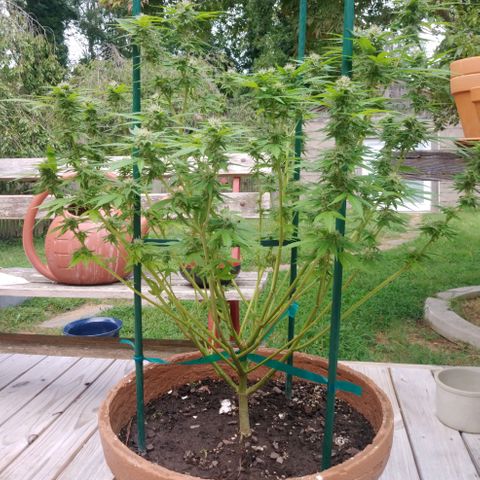 Nurf Mystery Tree growlog photo: Nearly 6 weeks into flower, defoliated
