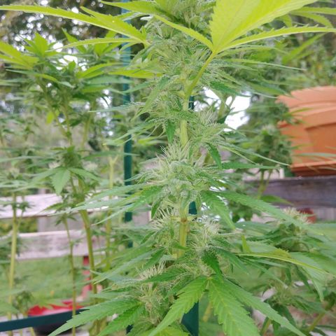 Nurf Mystery Tree growlog photo: Nearly 6 weeks into flower, defoliated