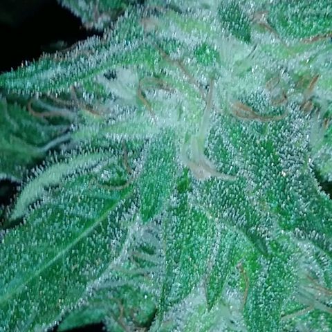 Nurf Mystery Tree growlog timeline photo