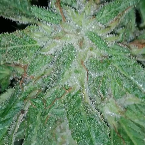 Nurf Mystery Tree growlog timeline photo