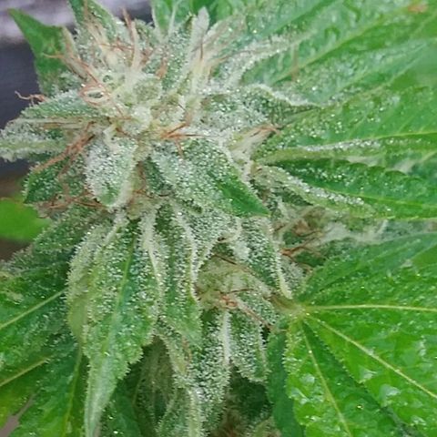 Nurf Mystery Tree growlog timeline photo