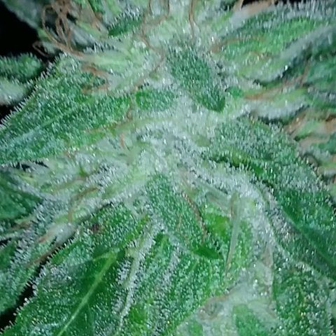 Nurf Mystery Tree growlog timeline photo