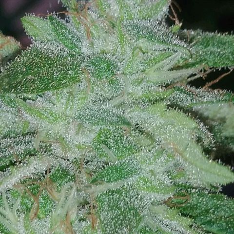 Nurf Mystery Tree growlog timeline photo