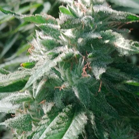 Nurf Mystery Tree growlog timeline photo