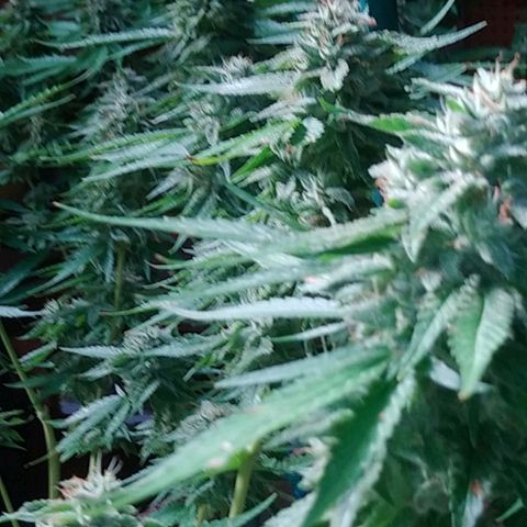 Nurf Mystery Tree growlog timeline photo