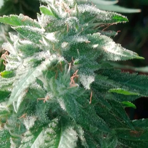 Nurf Mystery Tree growlog timeline photo