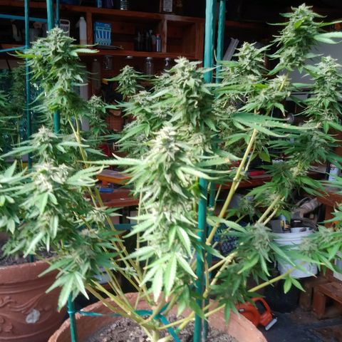 Nurf Mystery Tree growlog timeline photo