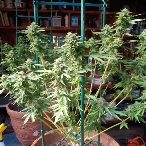 Nurf Mystery Tree growlog timeline photo