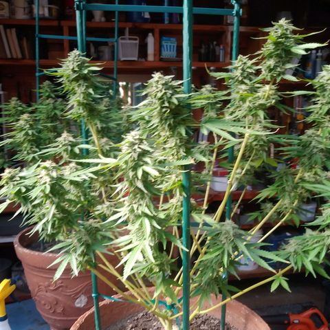Nurf Mystery Tree growlog timeline photo
