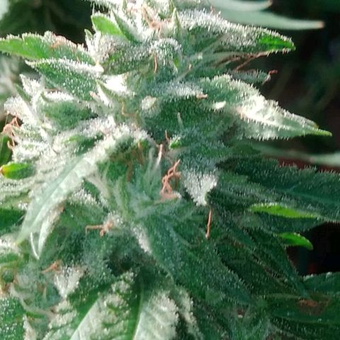 Nurf Mystery Tree growlog timeline photo