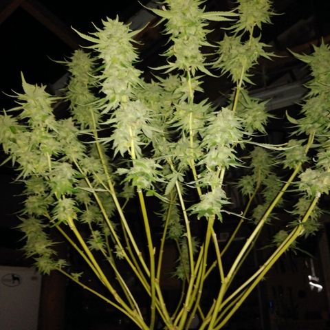 Nurf Mystery Tree growlog photo: Week 11 of flowering