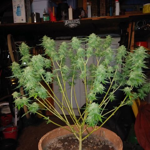 Nurf Mystery Tree growlog photo: Week 11 of flowering