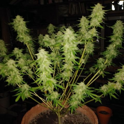 Nurf Mystery Tree growlog photo: Week 11 of flowering