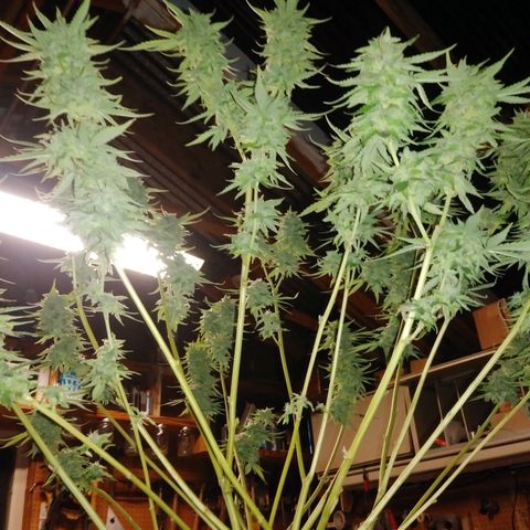 Nurf Mystery Tree growlog photo: Week 11 of flowering