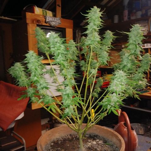 Nurf Mystery Tree growlog photo: Week 11 of flowering