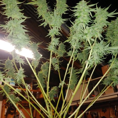 Nurf Mystery Tree growlog photo: Week 11 of flowering