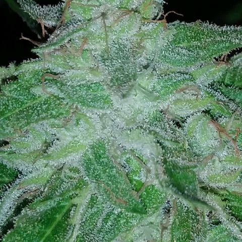 Nurf Mystery Tree growlog timeline photo