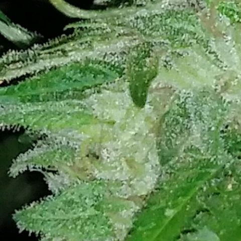 Nurf Mystery Tree growlog timeline photo